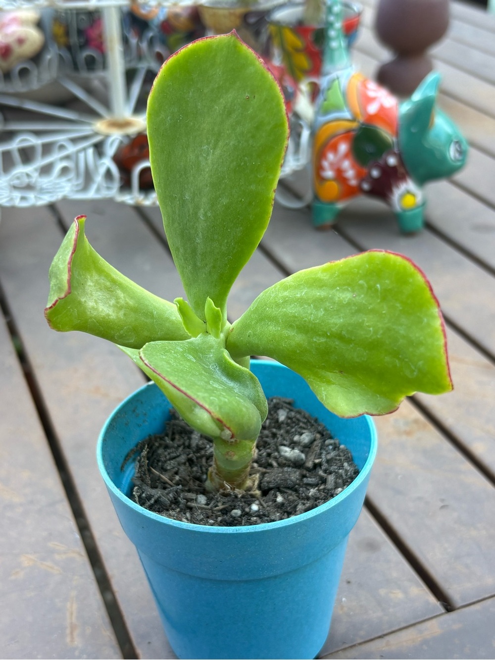 Succulent Plant in Blue Pot – Green with Red Edges